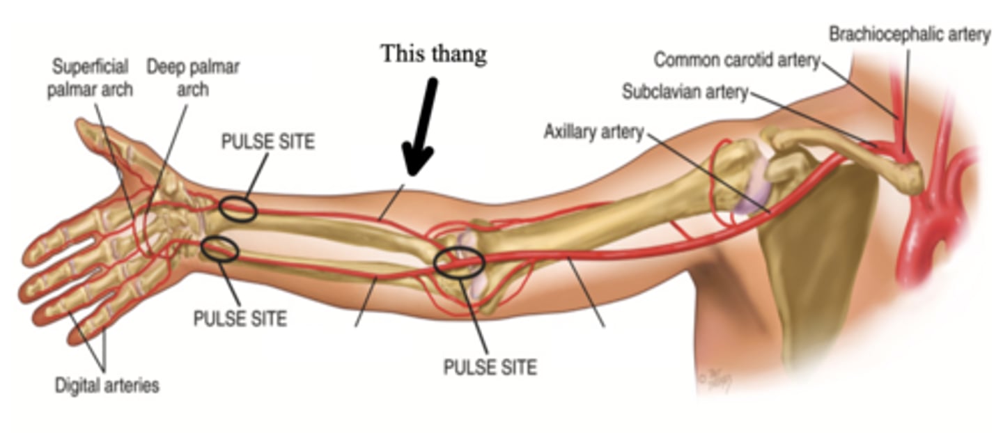 <p>One of the two arteries that supply the hand with blood; can be palpated medial to the radius and is usually more superficial</p>