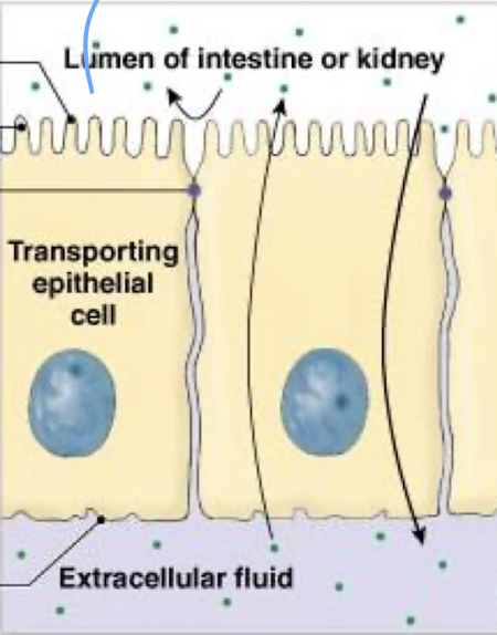 <ul><li><p>a transporting epithelium prevent movement between adjacent cells</p></li><li><p>substances must instead pass through the epithelial cell, crossing two phospholipid cell membranes as they do so</p></li></ul><p></p>