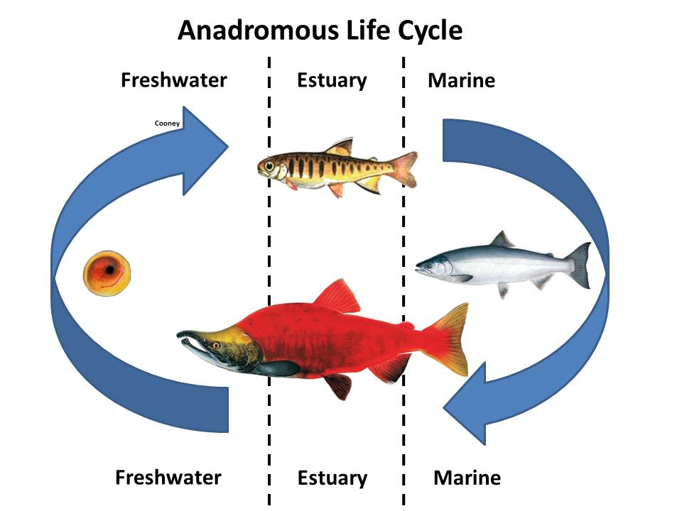 <p>Spawning occurs in freshwater, larvae grow in freshwater, but adults live in the ocean</p><p>Freshwater &lt;—&gt; Ocean</p>