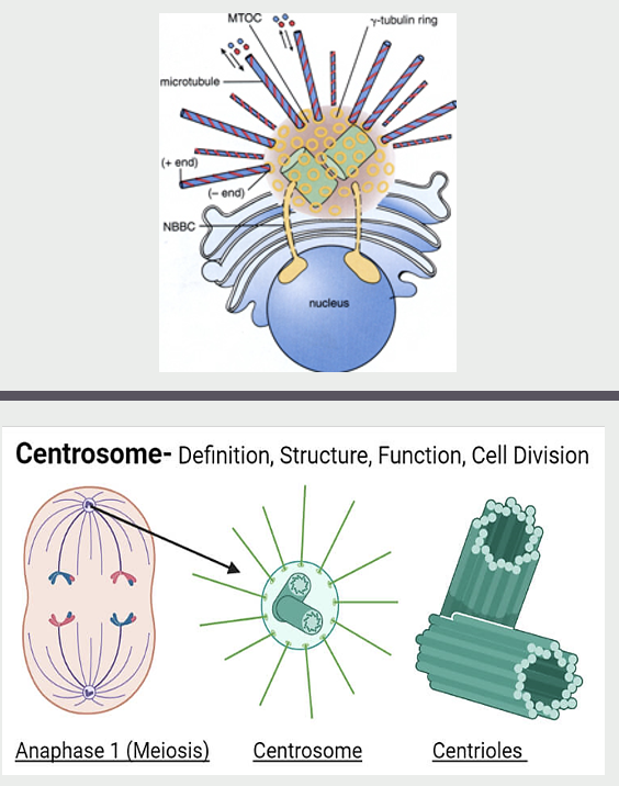 <ul><li><p>the best studied MTOC (microtubule organizing center)</p><p></p></li><li><p><span>Used by all cells for generating the mitotic spindle during mitosis and meiosis</span></p></li><li><p><span>During mitosis, duplicated centrosomes serve as poles for mitotic spindle</span></p></li><li><p><span>Centriole contains 2 centrioles surrounded by a matrix of proteins</span></p><ul><li><p><span>Short, rod-like, cylinders each built from 9 microtubule <strong>triplets</strong>.</span></p></li><li><p><span>Function is a mystery</span></p></li></ul></li></ul><p></p>