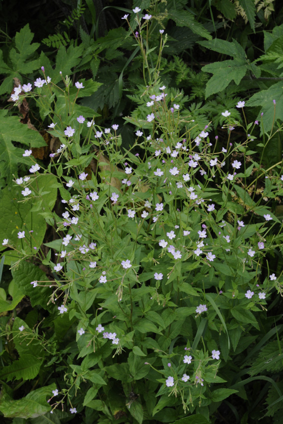 <p>Lehtohorsma</p>