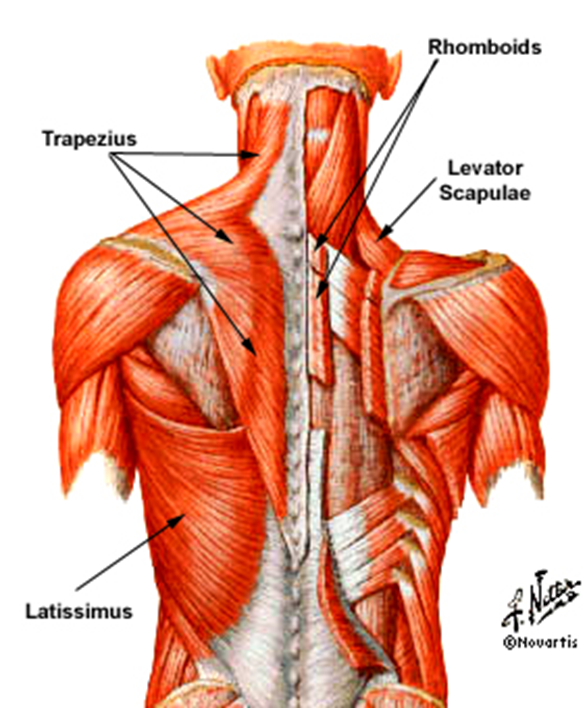 <p>Superficial Extrinsic Back Muscles</p>