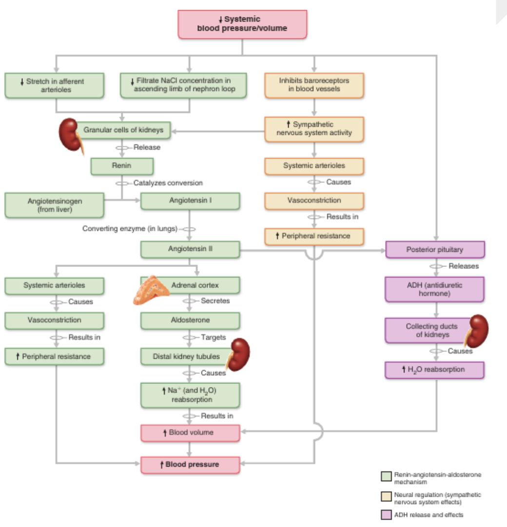 <ul><li><p>target of antihypertensive drugs - inhibited by ace inhibitors</p></li><li><p><span>increases Na reabsorption in the kidney</span></p></li><li><p>stimulates production of aldosterone</p><ul><li><p>(also Na reabsorption)</p></li></ul></li><li><p>systemic vasoconstriction via AT1 receptors (increase BP)</p></li><li><p><span>preserves renal function by selective vasoconstriction of some renal arterioles (only at low levels, maintains glomerular function)</span></p></li></ul><p></p>