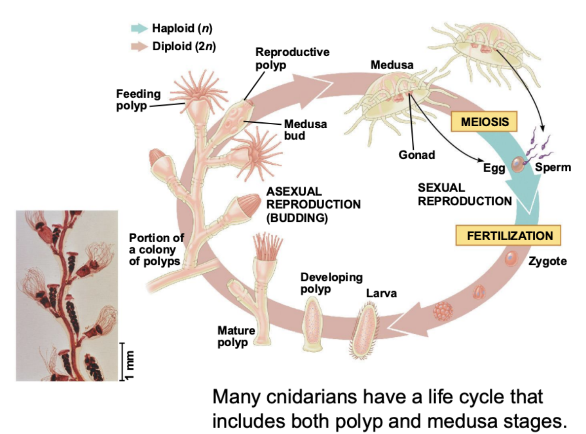 <p>Many Cnidarians have a life cycle that includes both</p>