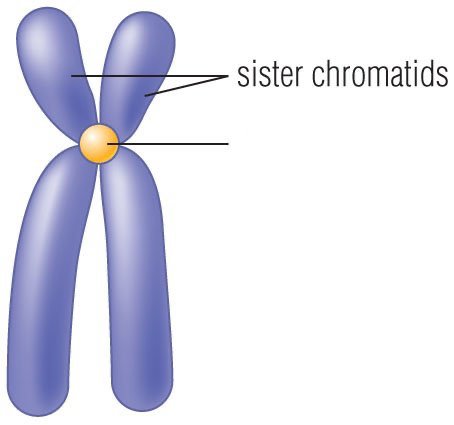 <p>What part of the chromosome is the arrow pointing to?</p>