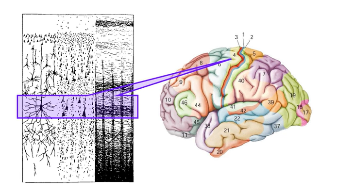 <p>M1 (BA4) contains Betz cells in layer 5 (one of 2 output layers)</p><ul><li><p>Betz cell = large pyramidal cell</p></li><li><p>they are in layer 5 (one of the two output layers of primary motor cortex)</p></li></ul><p></p>