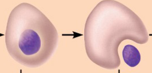 <p><u>Developmental pathway</u></p><p></p><ul><li><p>Midpoint and end of phase 2</p></li></ul><ul><li><p>increased Hemoglobin accumulation</p></li><li><p>Nucleus continues to shrink and eventually gets ejected</p></li></ul><p></p>