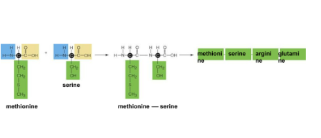 Polypeptide Formation 