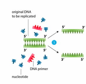 <ul><li><p>separation of two strands of DNA </p></li><li><p>carried out at a temperature of <strong>94°C </strong></p></li><li><p>double-stranded DNA is denatured into single-stranded DNA (H-bonds denature)</p></li></ul><p></p>
