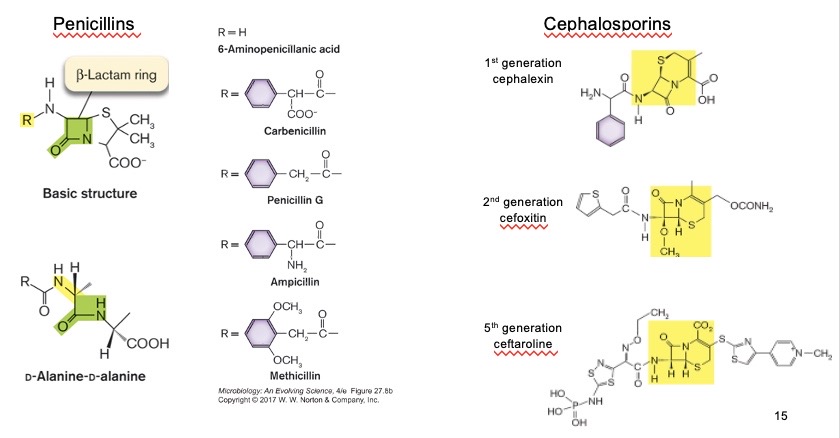 <p><span style="background-color: transparent;"><span>β-lactam antibiotics</span></span></p>