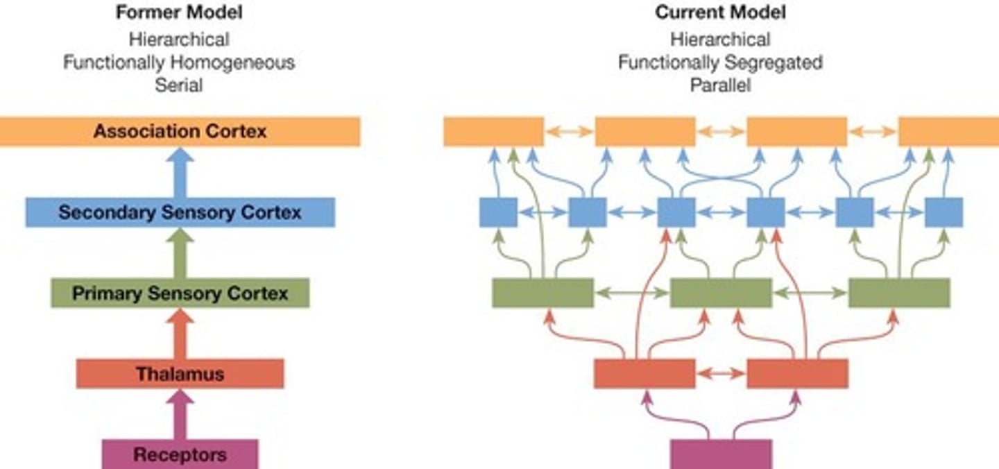 <p>Information flows through brain structures in order of increasing anatomical complexity, with sensation being less complex than perception.</p>