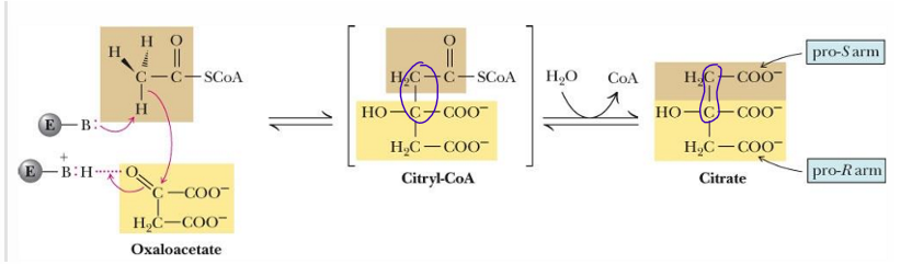 <p>reaction with C-C bond formation </p>