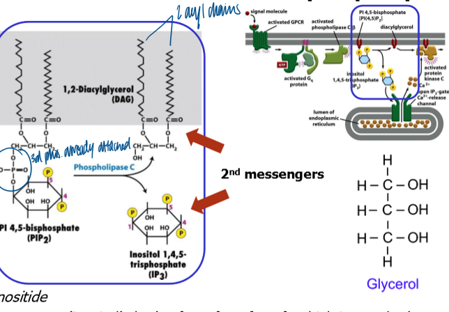 <p>serves as an enzyme that activates an inositol phospholipid signaling pathway</p><p></p>