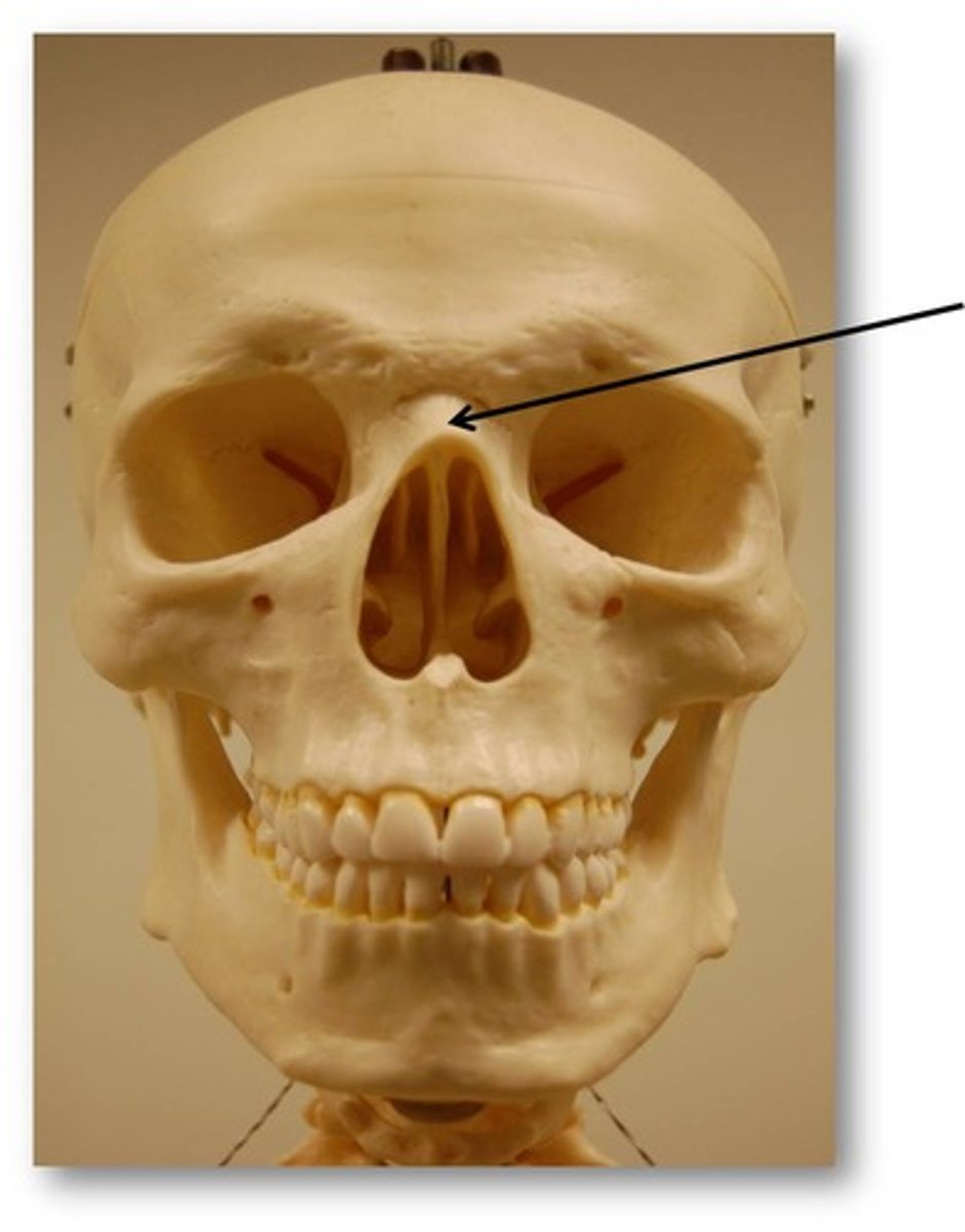 <p>form the bridge of the nose (part of the lateral wall)</p>