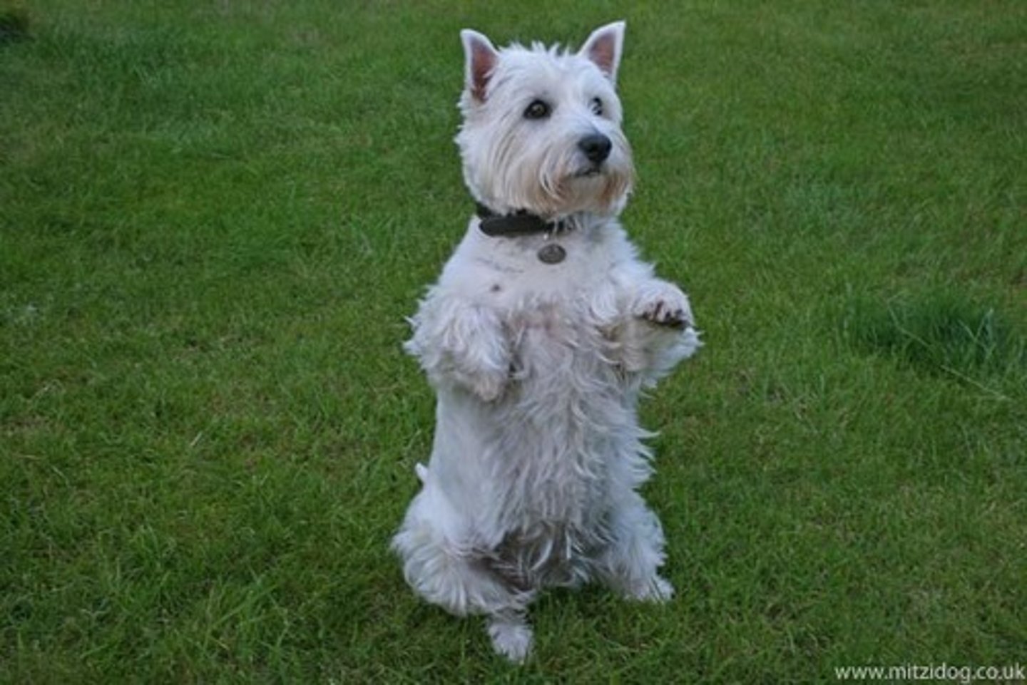 <p>(adj.) asking humbly and earnestly</p><p>(n.) one who makes a request humbly and earnestly, a petitioner, suitor</p>