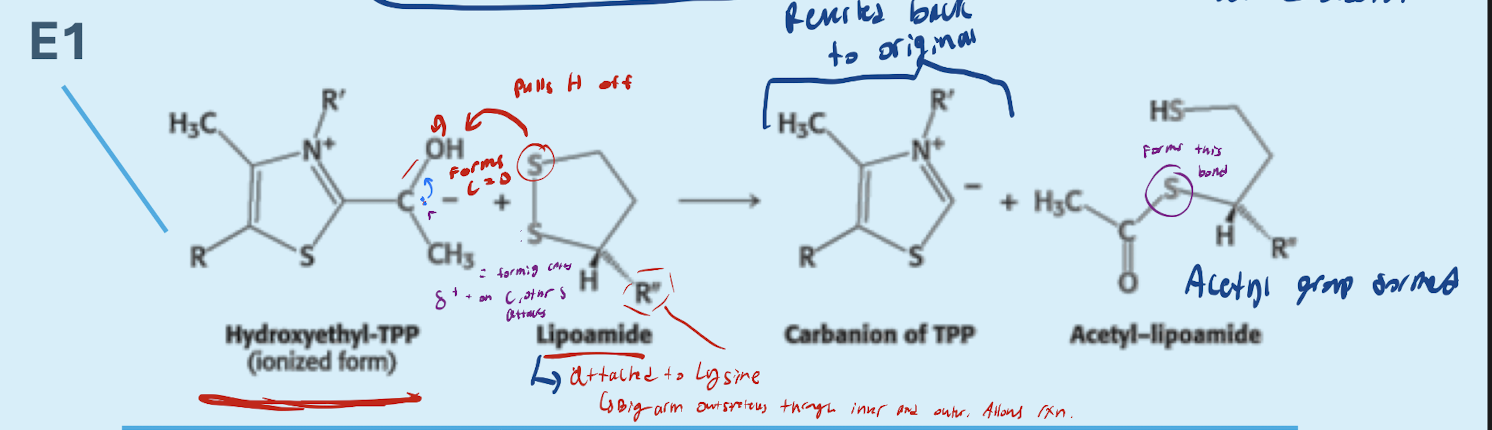 <p>Hydroxyethyl -TPP reacts wth Lipoamide</p><ul><li><p>Acetyl group from hydroxyethyl-TPP transfers to lipoamide</p></li></ul><p></p><p>The top sulfure of lipoamide attacks OH, increasing affinity for the second sulfure of lipoamide on the bottom, which then attacks the central carbon and has the acetyl group added to the sulfure.</p><p></p><p>→ Forms<strong><u> Acetyl-Lipoamide</u></strong></p>