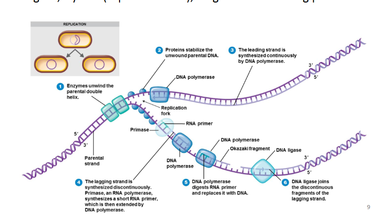 <p>1)<mark data-color="#f7ddfa" style="background-color: #f7ddfa; color: inherit"> Helicase </mark>-Separating parent DNA apart</p><ul><li><p><strong>Enzyme</strong></p><p>2) Single <mark data-color="#fae0fb" style="background-color: #fae0fb; color: inherit">Strand binding </mark>protein → Stabilizes DNA strand so they<strong> STAY APART</strong></p><p>3) <mark data-color="#f8d0ff" style="background-color: #f8d0ff; color: inherit">Primase </mark>- Makes<strong> short RNA Primer</strong> on <mark data-color="#bff0ee" style="background-color: #bff0ee; color: inherit">DNA template</mark></p><p>4) <mark data-color="#fae2f5" style="background-color: #fae2f5; color: inherit">Topoisomerase </mark>- <strong>Relieves tension </strong>ahead of Fork (Enzyme)</p><p>5) <mark data-color="green" style="background-color: green; color: inherit">DNA Polymerase iii </mark>- Synthesize new DNA strands on both templates</p><p>6) <mark data-color="green" style="background-color: green; color: inherit">DNA Polymerase I</mark> - Digest RNA primers and replace with DNA</p><p>7) <mark data-color="#fdc6f0" style="background-color: #fdc6f0; color: inherit">DNA Ligase </mark>- Connects and bonds DNA fragments together </p></li></ul><p></p>