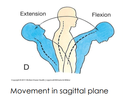 <p>erector spinae group</p>