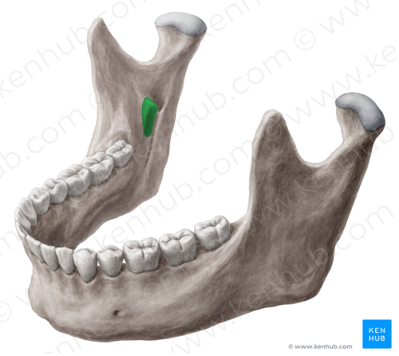 <p>spinous process protecting the mandibular foramen and the nerve</p>