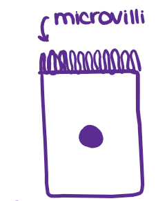 <ul><li><p>Microvilli are non-motile (they don’t move) finger-like structures on the surface of epithelial cells that function to increase the cell’s surface area so that it can better absorb substances and have more contact w/ the environment. The epithelial cells that line your small intestine have thousands of <mark data-color="yellow" style="background-color: yellow; color: inherit;">microvilli</mark> that absorb nutrients from the food you eat and protect your body from intestinal bacteria.</p></li><li><p>Microfilaments are proteins that don’t move but push the microvilli up.</p><ul><li><p>Ex> small intestinal cells, reproductive tract</p></li></ul></li></ul><p></p>