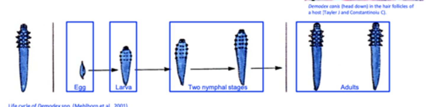 <p>Demodex canis lives as a commensal, embedded head down in hair follicles, sebaceous glands and Meibomiam glands of the skin;</p><p>Females lay 20-24 eggs in the hair follicle which give rise to hexapod larvae =&gt; octopod nymphs =&gt; adults;</p><p>• The life cycle lasts 18-24 days;</p>