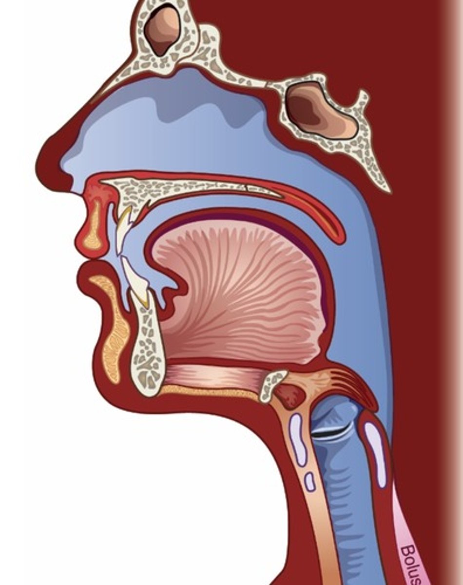 <p>Reflexive</p><p>- Initiated shortly after bolus enters esophagus</p><p>8-20 sec</p><p>- Liquids faster than solids</p><p>Purpose: move bolus through esophagus into stomach</p><p>Steps</p><p>- Peristaltic contraction moves from striated muscle of upper 1/4 to smooth muscle of distal region at about 2-4 cm/sec</p><p>- Lower esophageal (cardiac) sphincter is segment of tonically contracted smooth muscle at distal end of esophagus</p><p>- Cardiac sphincter relaxes to allow passage of bolus into stomach</p>