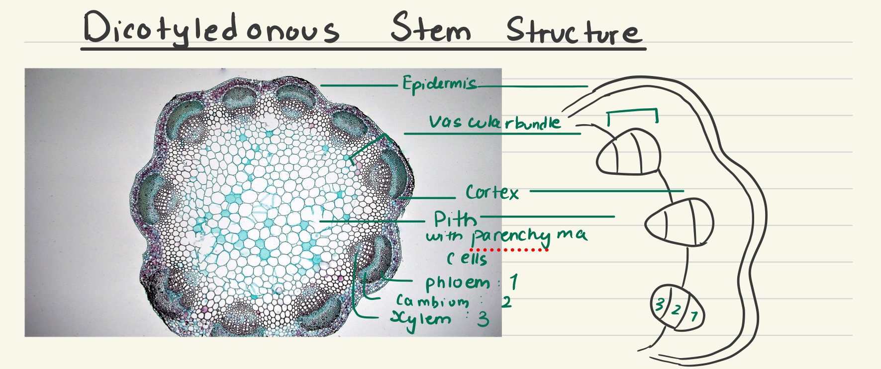 knowt flashcard image