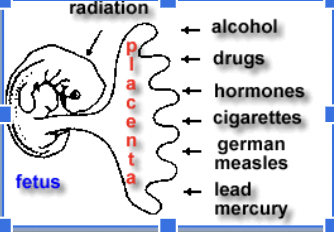 <ul><li><p><span style="font-family: Rockwell, serif;">Agents that interrupt normal development of a fetus and create congenital malformations.</span></p><ul><li><p><span style="font-family: Rockwell, serif;">Drugs&nbsp;</span></p><ul><li><p><span style="font-family: Rockwell, serif;">Dilantin (anti convulsive)</span></p></li><li><p><span style="font-family: Rockwell, serif;">Thalidomide (sedative)</span></p></li><li><p><span style="font-family: Rockwell, serif;">Aspirin</span></p></li><li><p><span style="font-family: Rockwell, serif;">Nontopical acne medication</span></p></li></ul></li><li><p><span style="font-family: Rockwell, serif;">X-rays (radiation)</span></p></li><li><p><span style="font-family: Rockwell, serif;">Viruses</span></p></li><li><p><span style="font-family: Rockwell, serif;">Alcohol</span></p></li><li><p><span style="font-family: Rockwell, serif;">Nicotine</span></p></li><li><p><span style="font-family: Rockwell, serif;">Caffeine</span></p></li></ul></li><li><p>*ingested, hormones (birth control etc.,)</p></li></ul><p></p>
