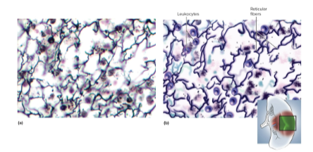 <p>Loose reticular tissue</p>