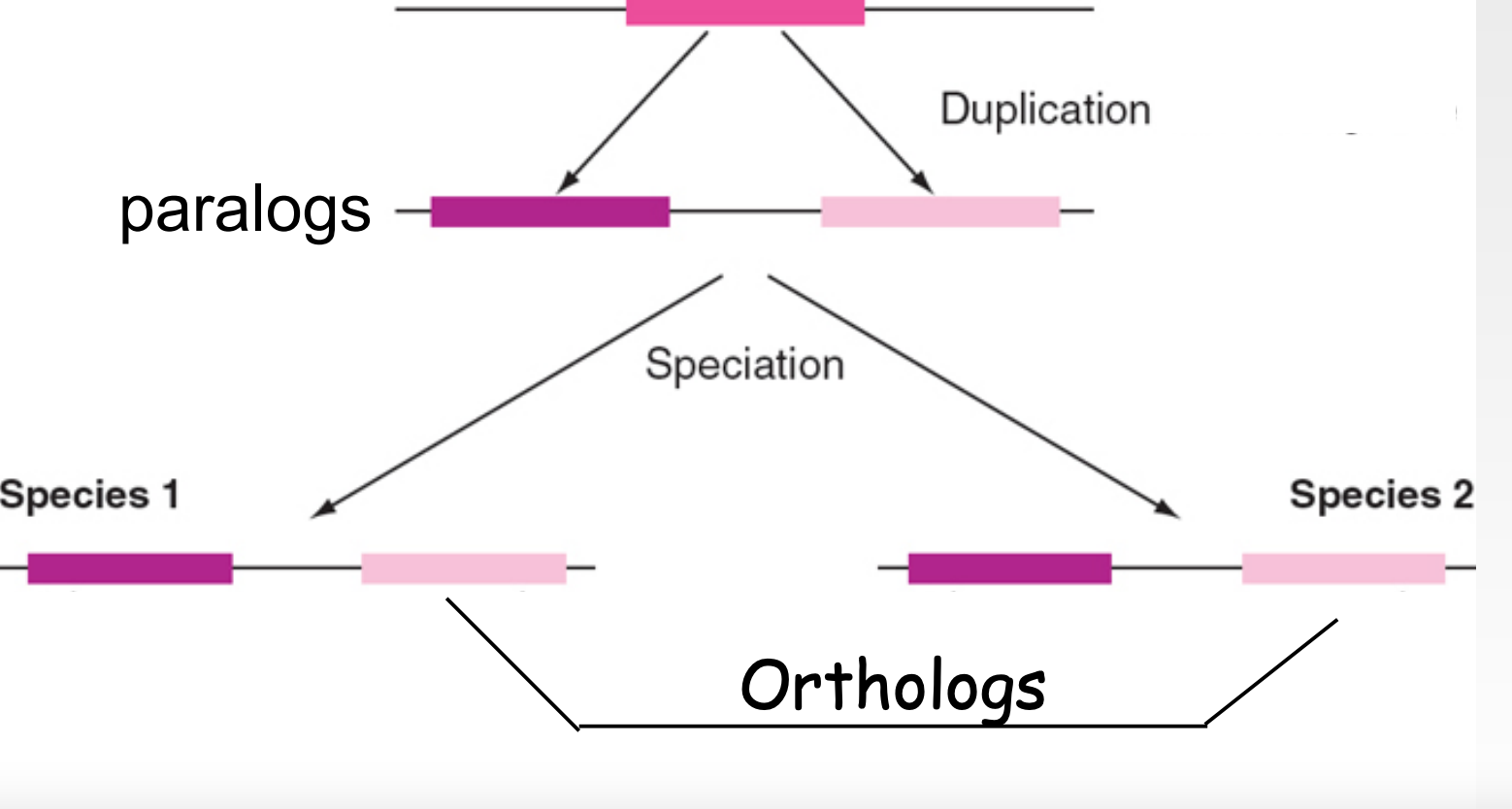* coalesce at a ^^speciation^^ event 