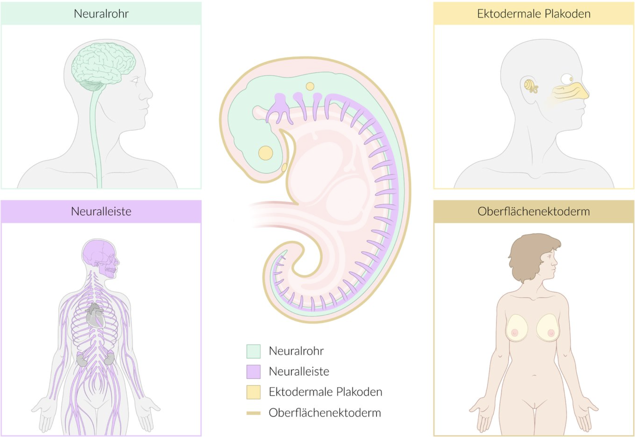 <p>D. The retina</p>