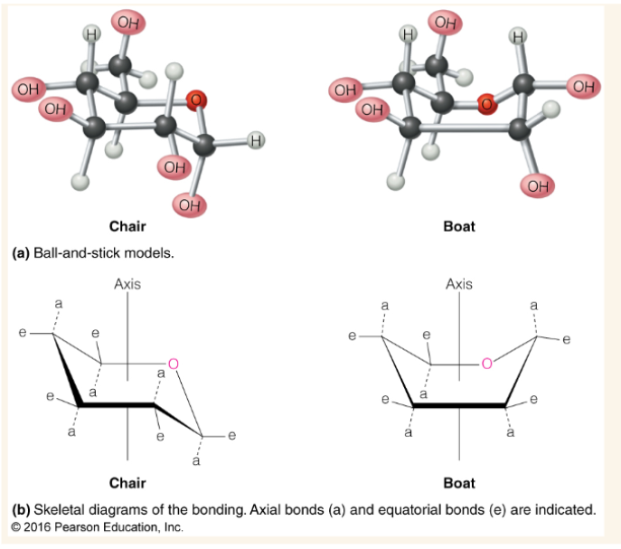 <p>chair form is lower energy and therefore more stable</p>