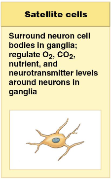 <p>surround neuron cell bodies in peripheral ganglia, regulating the exchange of nutrients and waste products between the neuronal cell body and extracellular fluid; isolate the neuron from stimuli not intended to pass from neuron to neuron sa</p>