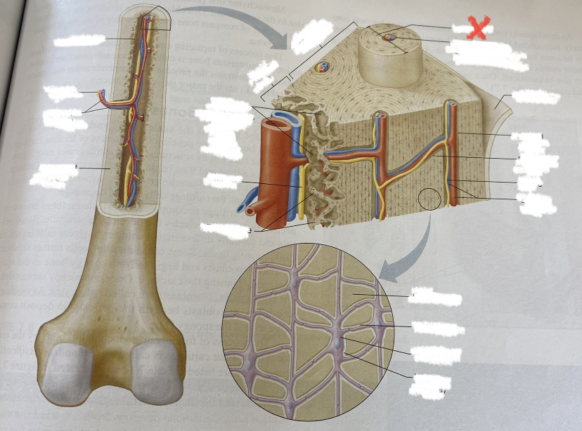 cylinders or columns of compact bone organized for strength