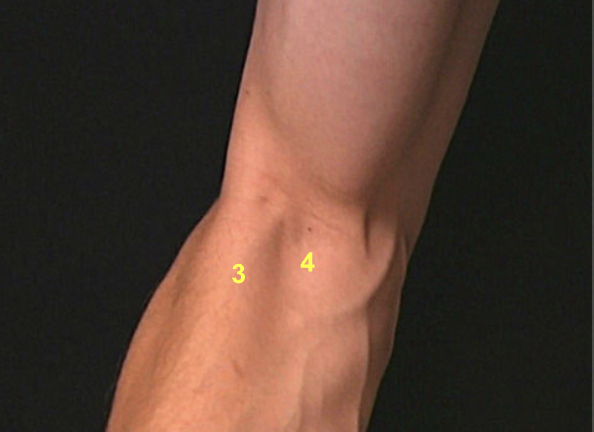 <p>Name 3 and 4 </p>