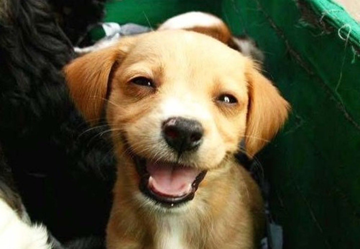 <p>happy, glad</p>
