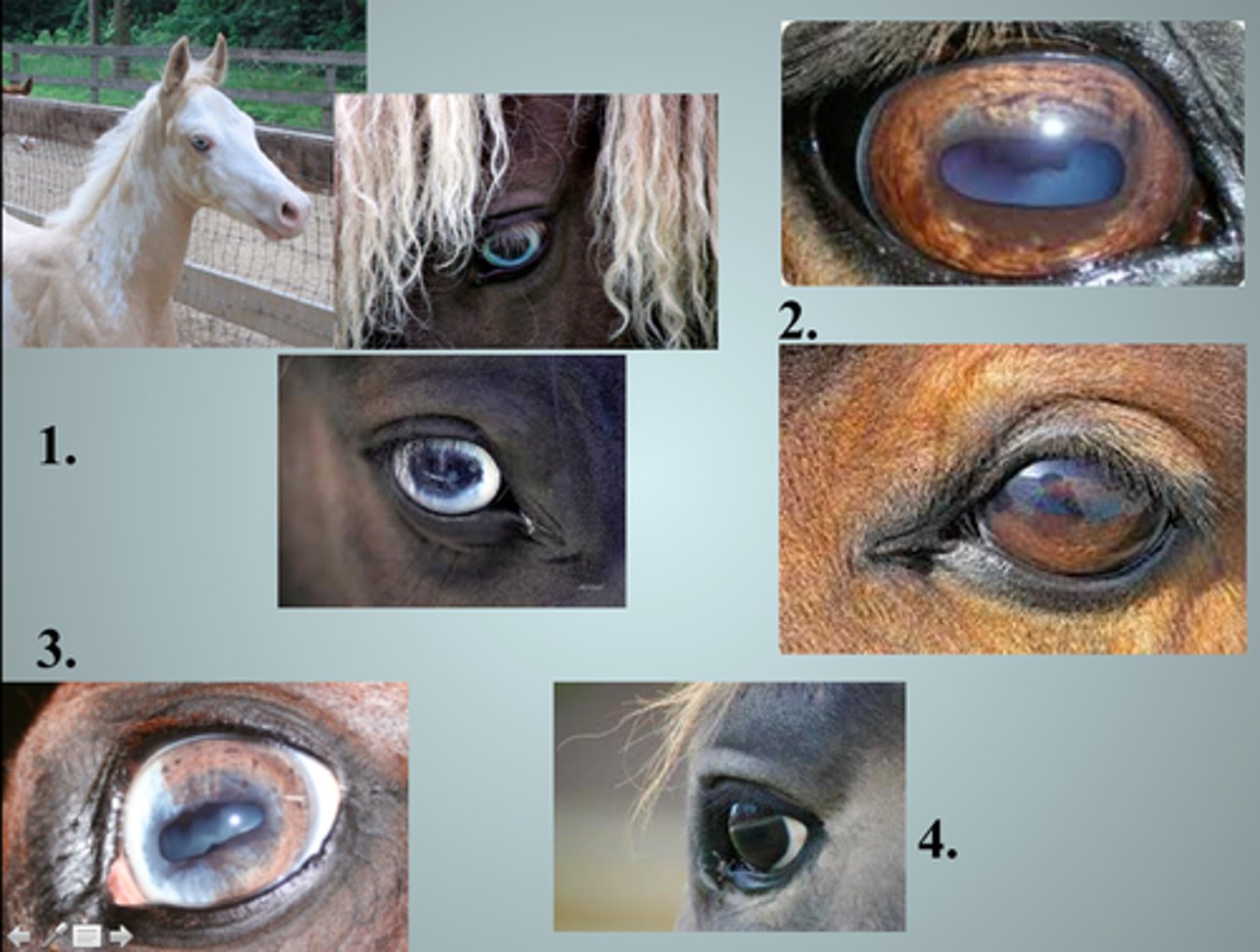 <p>: Mắt giả</p><p>Synonyms: Prosthetic eye, artificial eye</p><p>Example: After the injury, he was fitted with a glass eye</p>