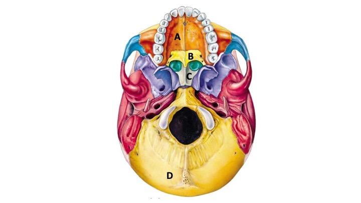 <p>What type of bone marking is C? (hint: it’s a saddle)</p>