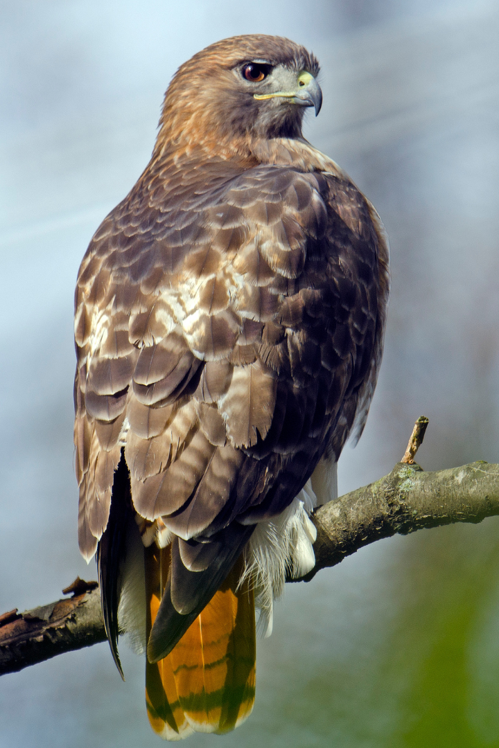 <p>Identify the specimen</p>