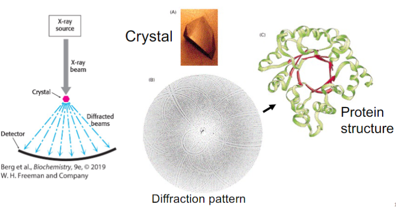 <ul><li><p>some proteins can form ordered crystals under varying conditions (pH, high salt, etc)</p></li><li><p>crystals placed in X-ray diffractometer produce diffraction patterns that be interpreted in terms of atomic positions (x,y,z)</p></li><li><p>the (𝜙, Ѱ) angles of each residue defines protein fold</p></li><li><p>3D structures of proteins can be reconstituted at high resolution (2A), including backbone and side chains</p></li><li><p>structures are deposited in Protein Data Bank (PDB)</p></li></ul>