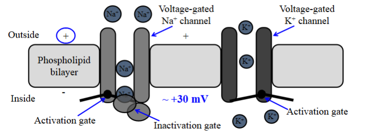 <ul><li><p>When the threshold potential is reached, the voltage-gated Na⁺ channels open, removing the activation gate.</p></li><li><p>When Na⁺ moves into the cell. The internal compartment of the cell changes from being negatively charged to positively charged. </p><ul><li><p>+30mV. </p></li></ul></li><li><p>Brings the membrane potential closer to Na⁺ equilibrium potential (+55mV).</p></li></ul><p></p>