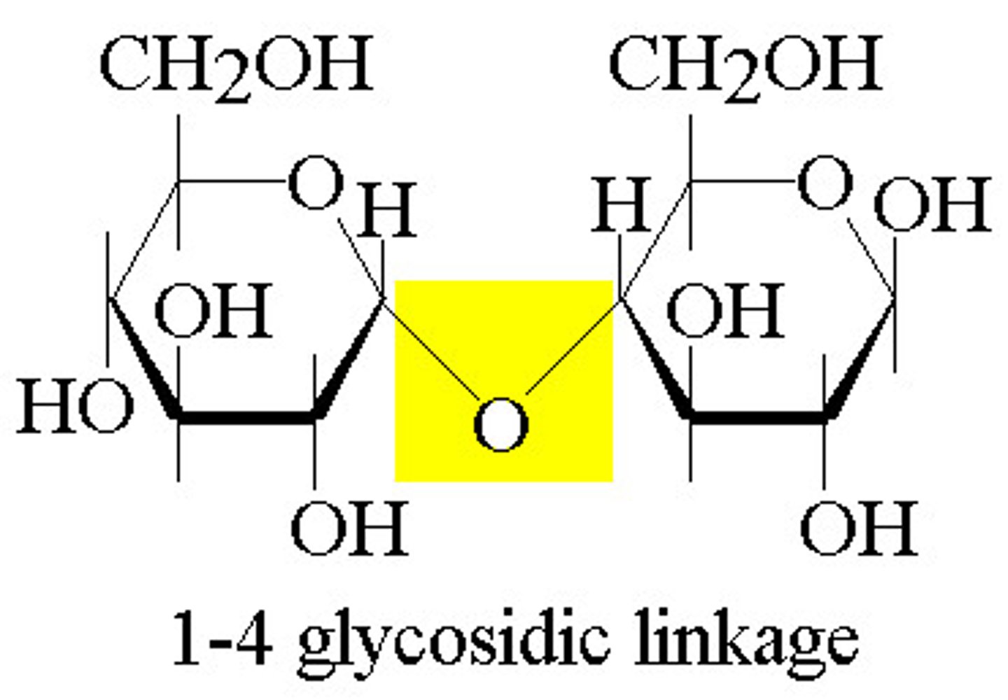 <p>A covalent bond formed between two monosaccharides by a dehydration reaction.</p>