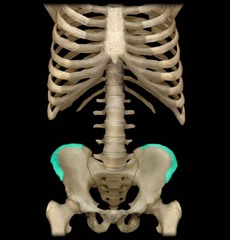 <p>Narrow ridge of bone; usually prominent</p>