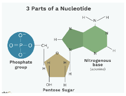 <ul><li><p>composed of monomers of nucleotides, which are made of three components: a 5 carbon sugar (deoxyribose), a phosphate group, and a nitrogenous base</p></li></ul><p></p>