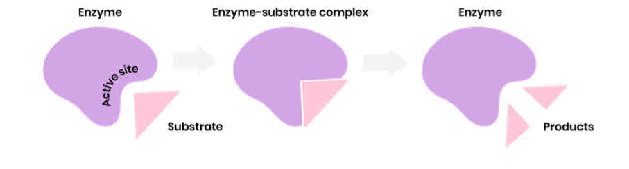 <p>Describe the induced-fit model of enzyme action</p>