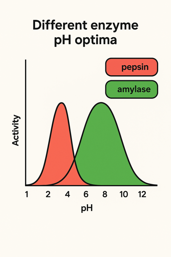 <p>The specific pH at which an enzyme exhibits maximum activity, determined by the protonated states of its active site residues</p>