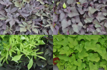 <p>ornamental sweet potato </p>