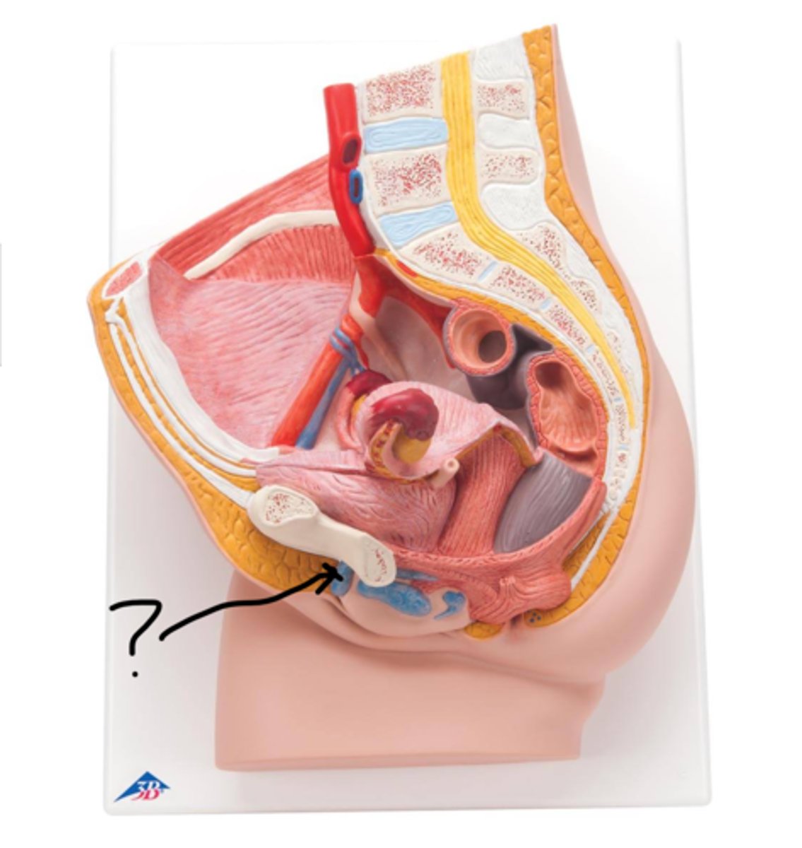 <p>Name this tissue</p>