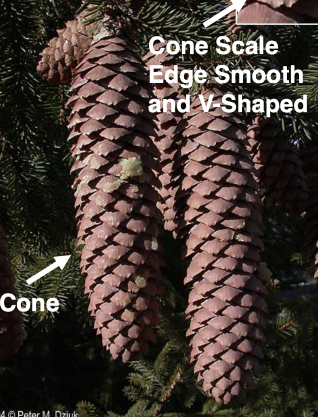 <p>long, cylindrical, slightly tooth, thin edge on scale</p>