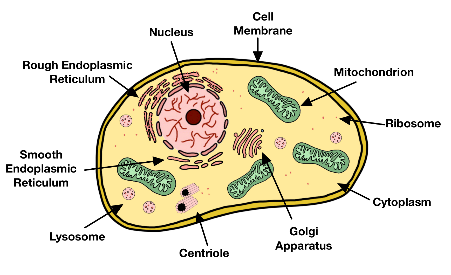 <p>Single-celled or multi-cellular organisms who <span>have a membrane-bound nucleus</span></p>